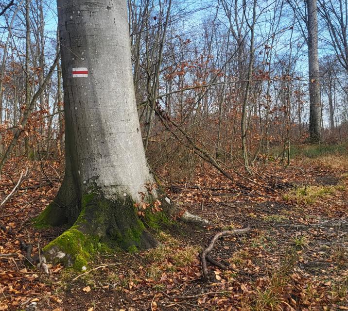 Kopernikowski&#x20;Czerwony&#x20;Szlak&#x20;Turystyczny