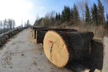 Regionalna Dyrekcja Lasów Państwowych w Gdańsku zaprasza na II Submisję Drewna Cennego